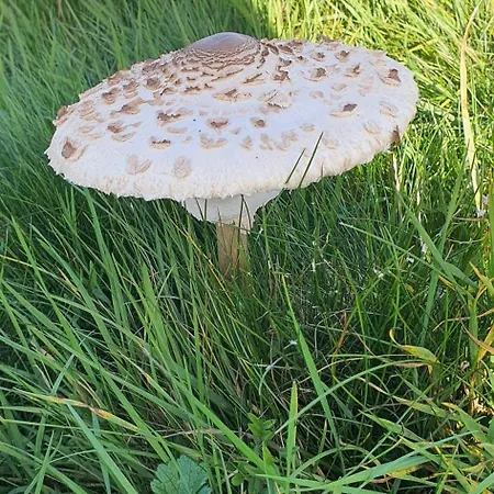 A L'oree Des Volcans Bed & Breakfast