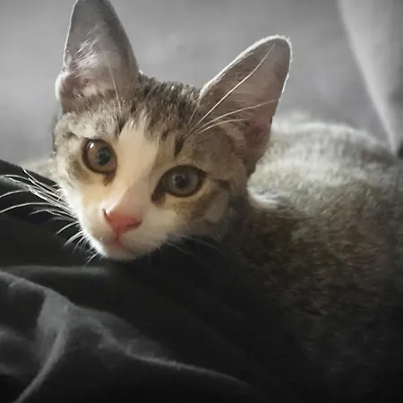 Bed & Breakfast A L'oree Des Volcans