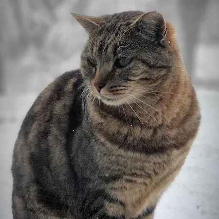 A L'oree Des Volcans Sainte-Catherine (Puy-de-Dome)