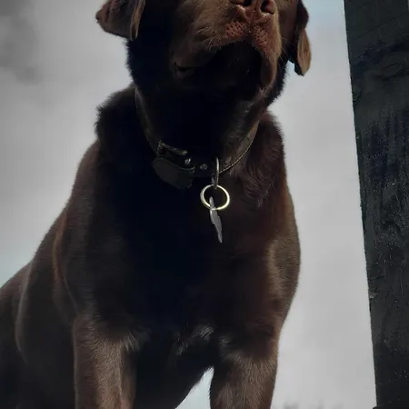 A L'oree Des Volcans Sainte-Catherine (Puy-de-Dome)