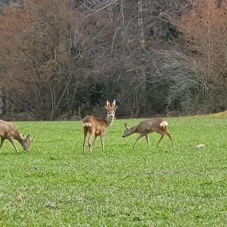 A L'oree Des Volcans Bed & Breakfast 3*