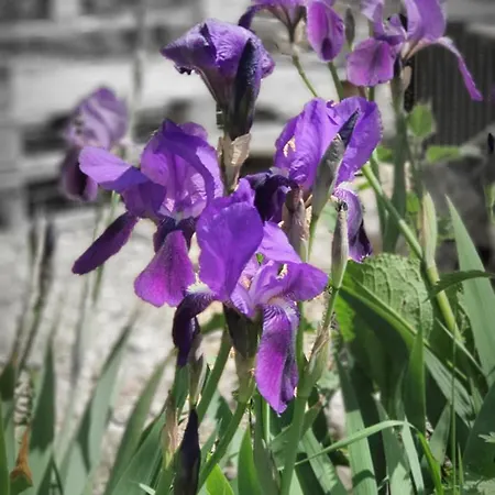 A L'oree Des Volcans Bed & Breakfast Sainte-Catherine (Puy-de-Dome)