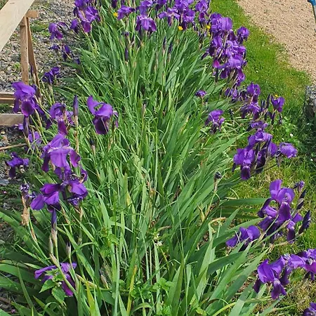 Bed & Breakfast A L'oree Des Volcans