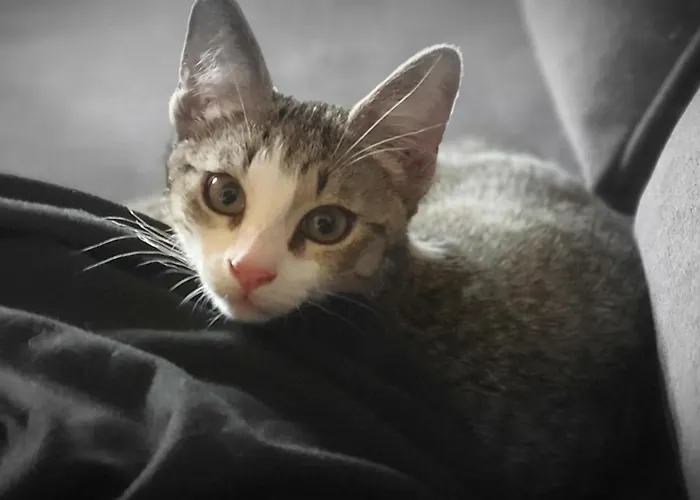 Bed & Breakfast A L'oree Des Volcans