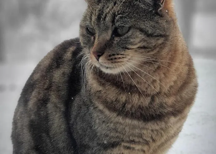 A L'oree Des Volcans Sainte-Catherine (Puy-de-Dome)