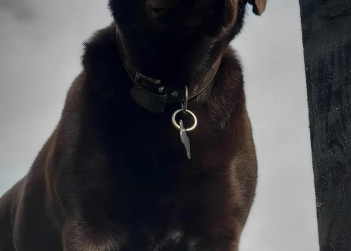 A L'oree Des Volcans Sainte-Catherine (Puy-de-Dome)