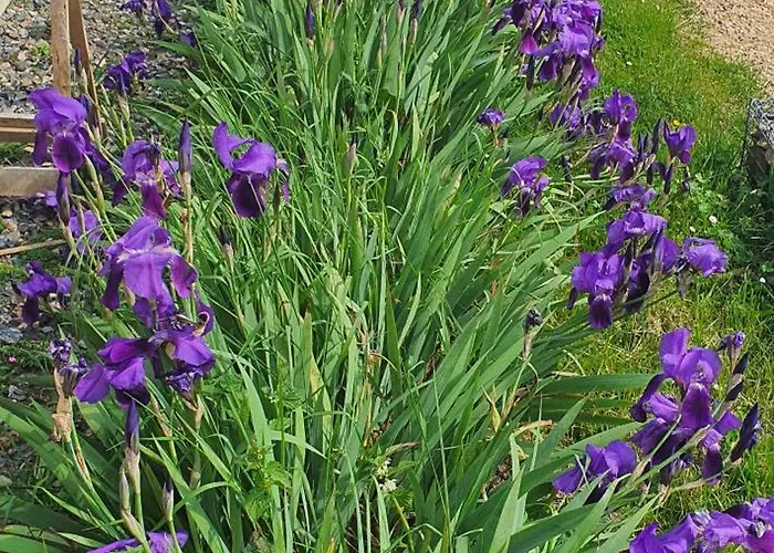 Bed & Breakfast A L'oree Des Volcans